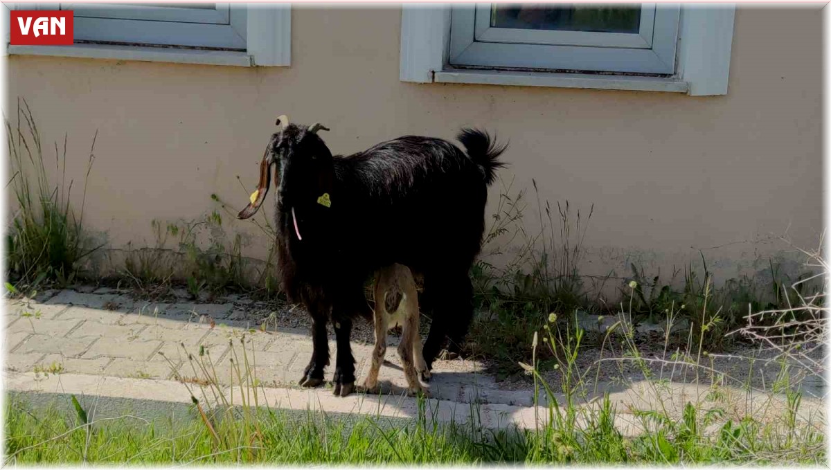 Yavru yaban keçisi emin ellerde
