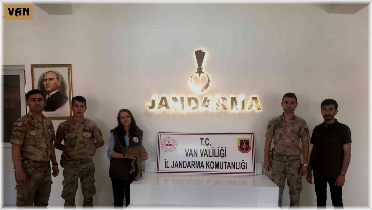 Yavru yaban keçisi emin ellerde