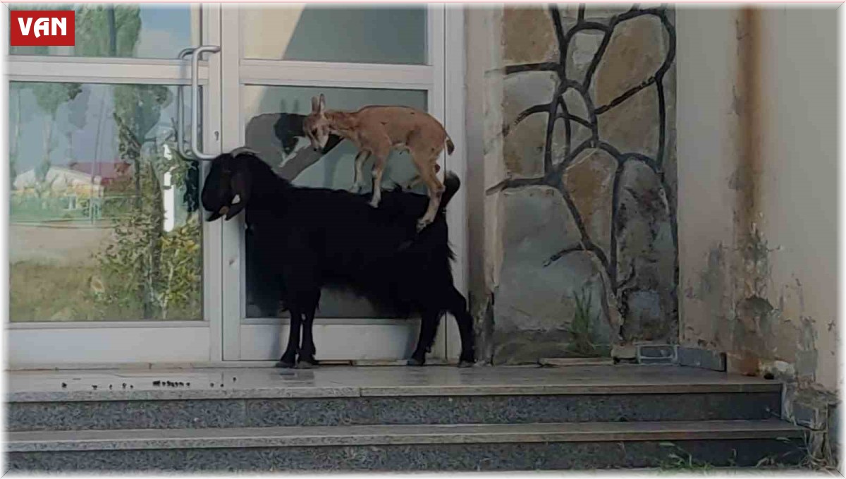 Yavru yaban keçisi süt annesine alıştı