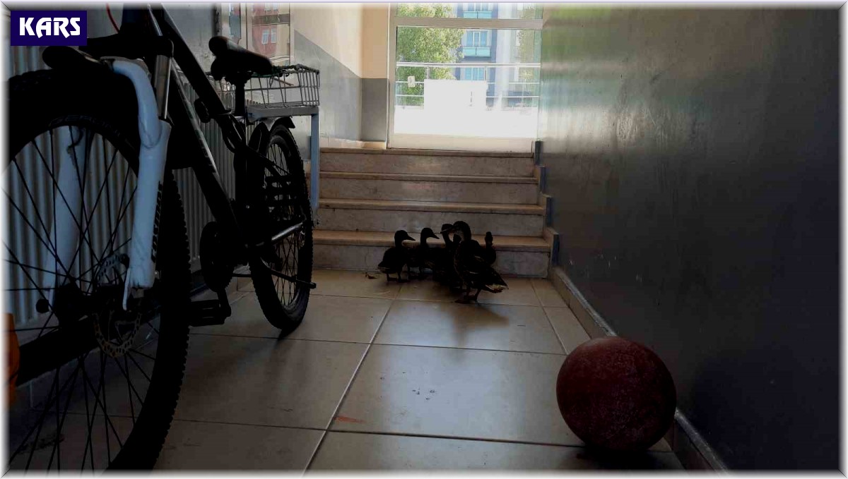 Yavrularını hayata gözlerini açtığı yere getirdi