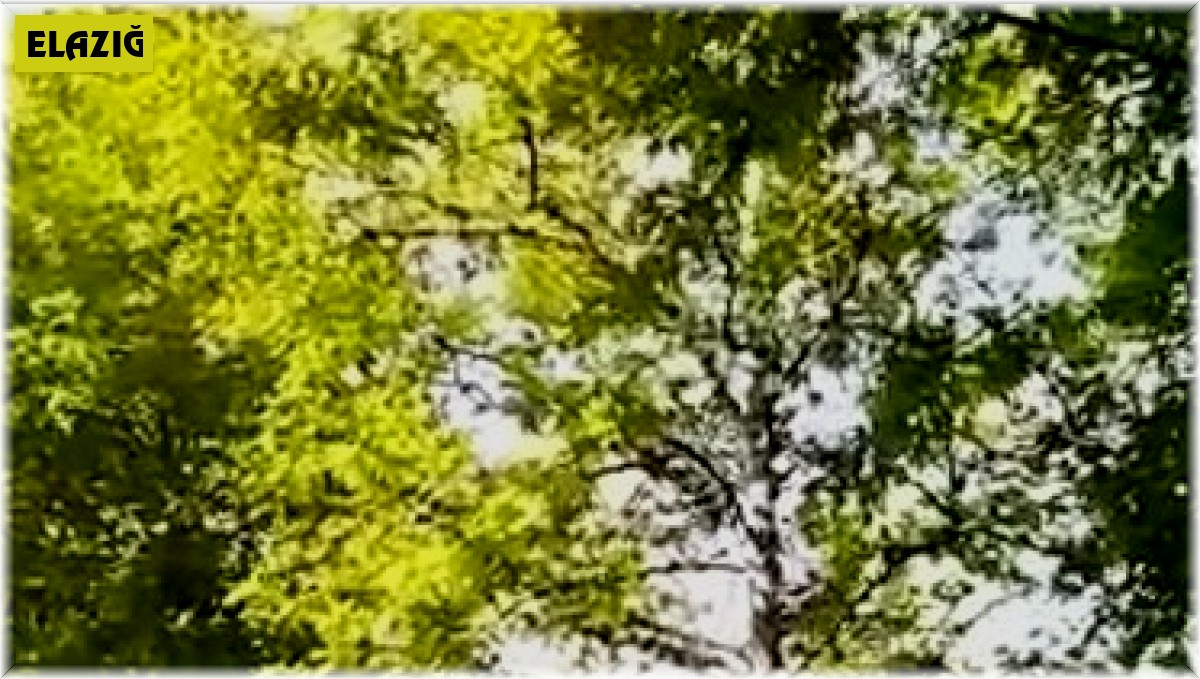 Yavrularını korumak isteyen kargalar vatandaşa zor anlar yaşattı