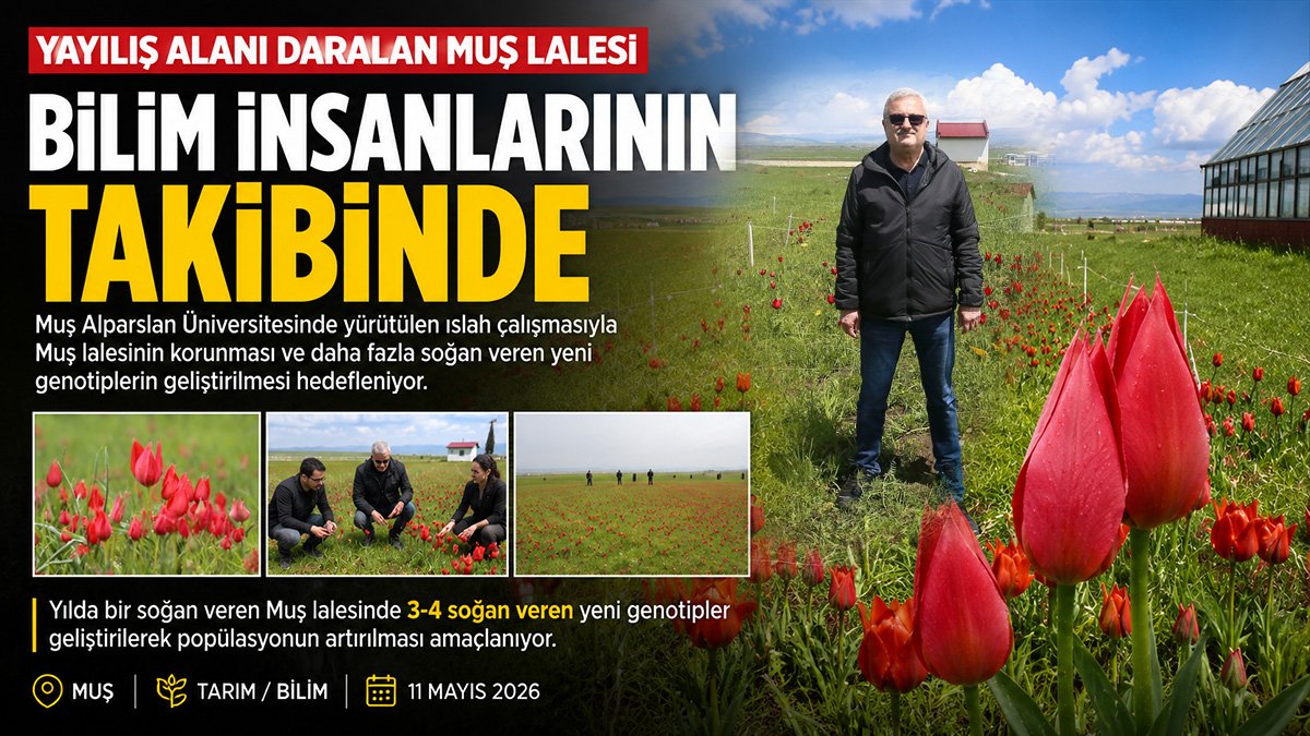 Yayılış alanı daralan Muş lalesi için yeni genotipler geliştirildi