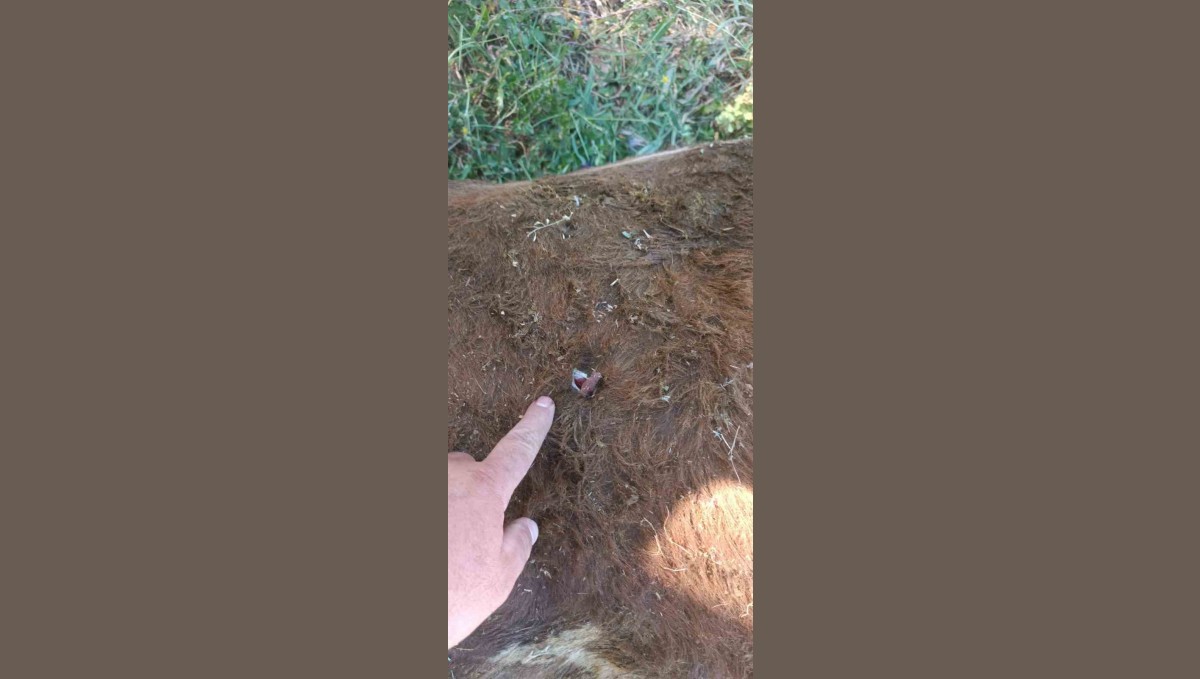 Yayla kavgası: 1 yaralı