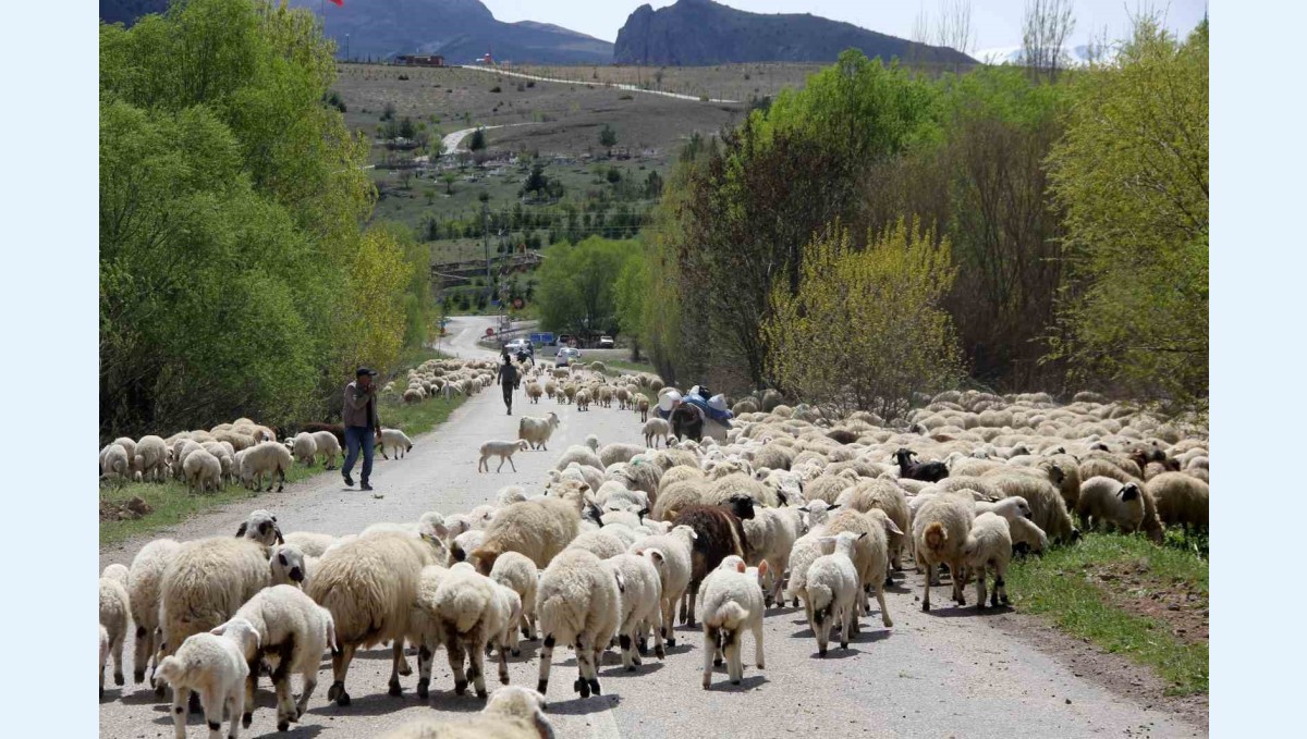 Yayla mesaisini tamamlayan Doğu Anadolu'daki göçerler dönüş yolunda