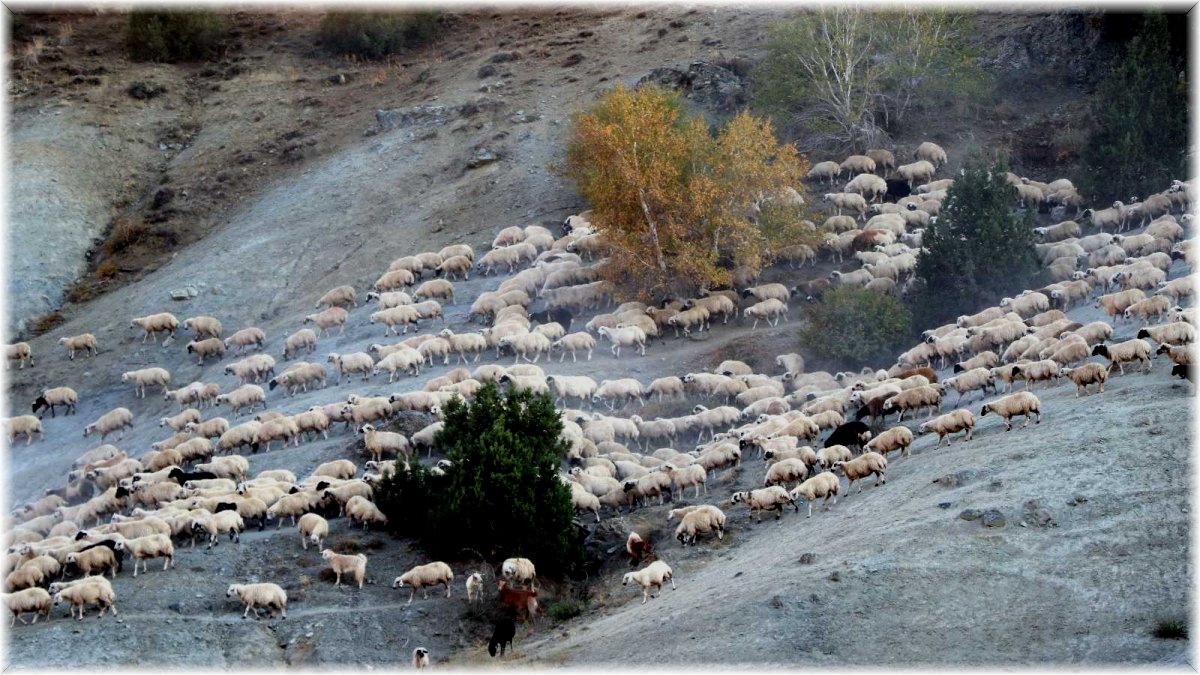 Yayla mesaisini tamamlayan Doğu Anadolu'daki göçerler dönüş yolunda