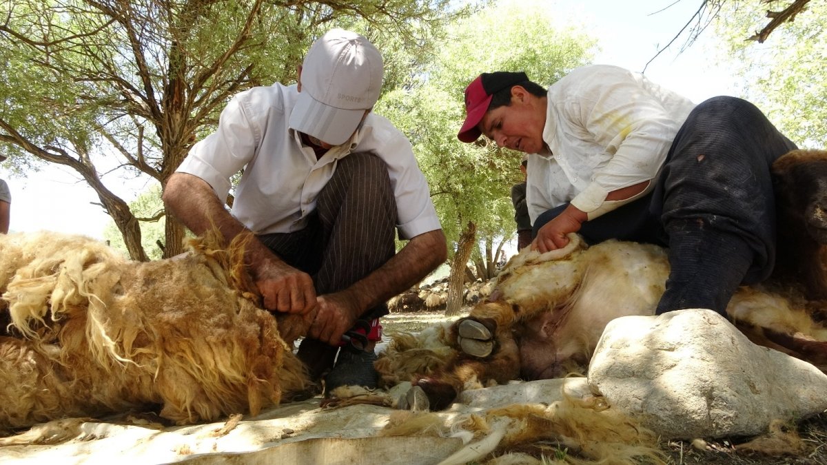 Yaylacıların zorlu koyun kırkım mesaisi başladı