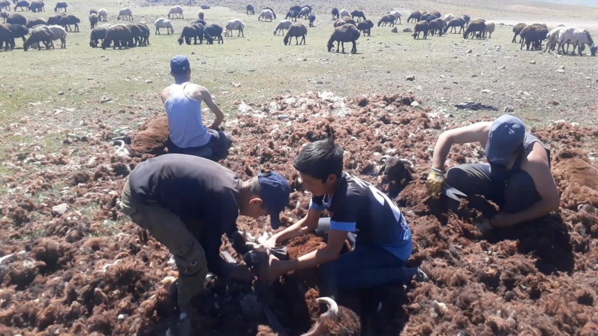 Yaylada kırkım dönemi