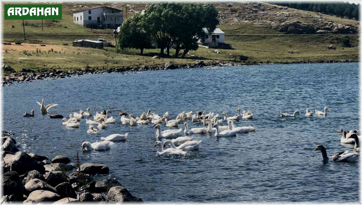 Yayladaki herkes geçimini 'kaz'dan sağlıyor