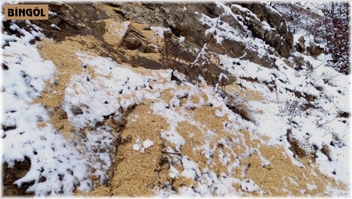 Yayladere'de yaban hayvanları için doğaya yem bırakıldı