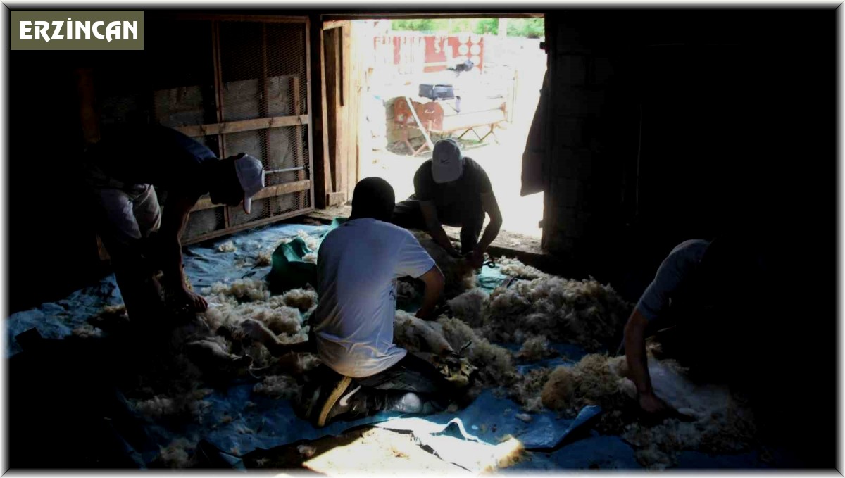 Yaylalarda koyun kırkma zamanı