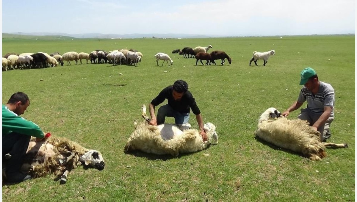 Yaylalarda koyun kırkma zamanı