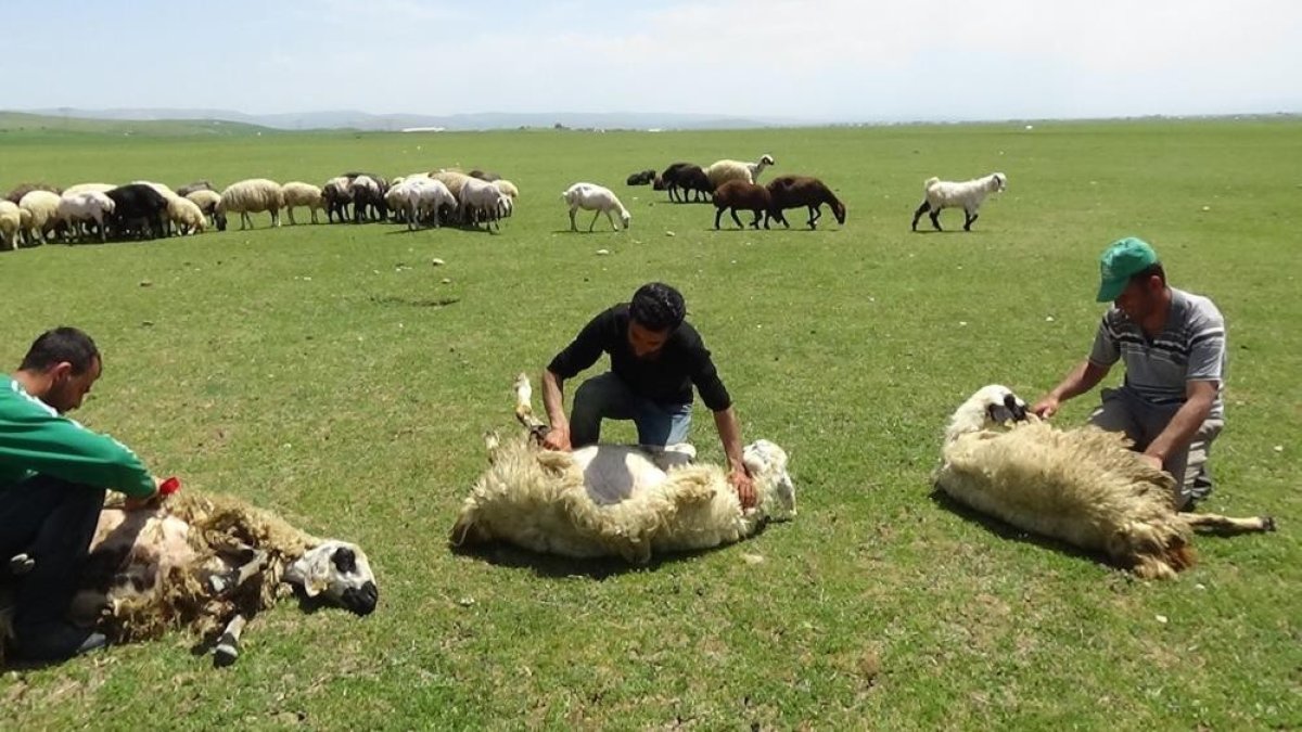 Yaylalarda koyun kırkma zamanı