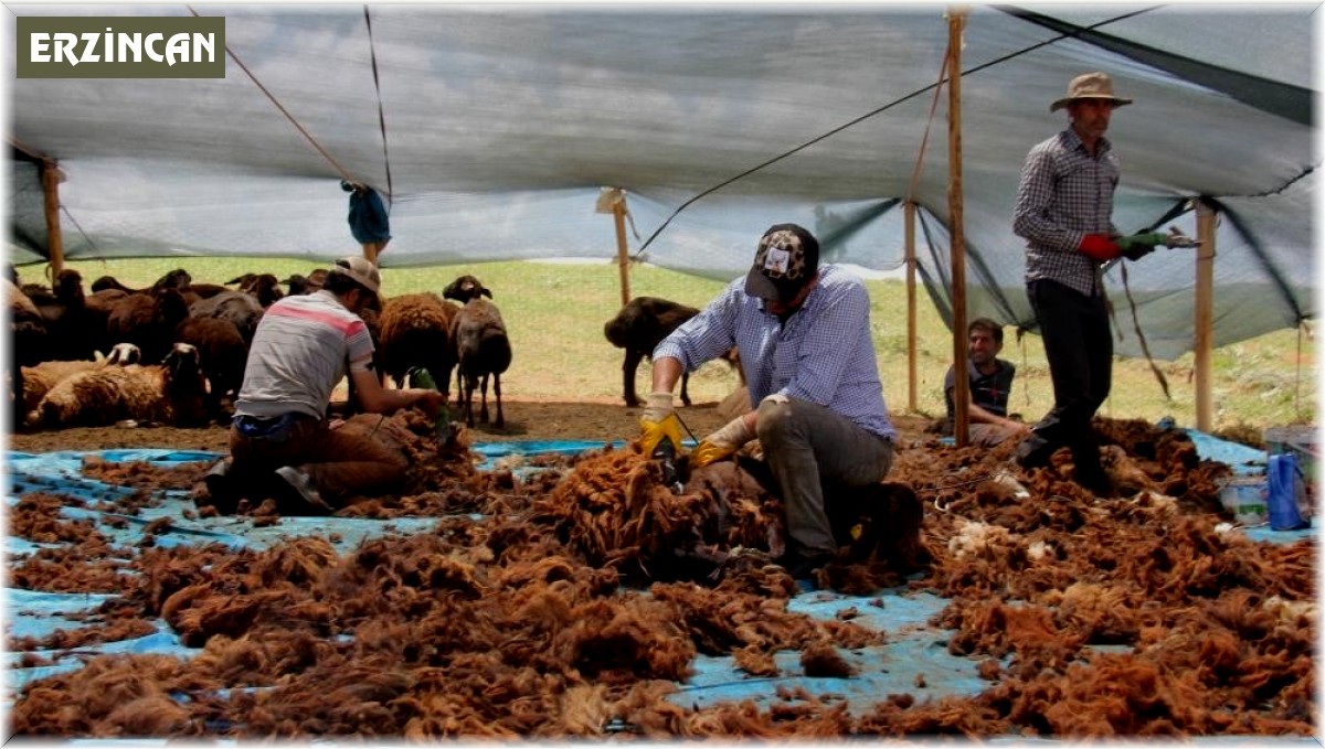 Yaylalarda koyun kırkma zamanı
