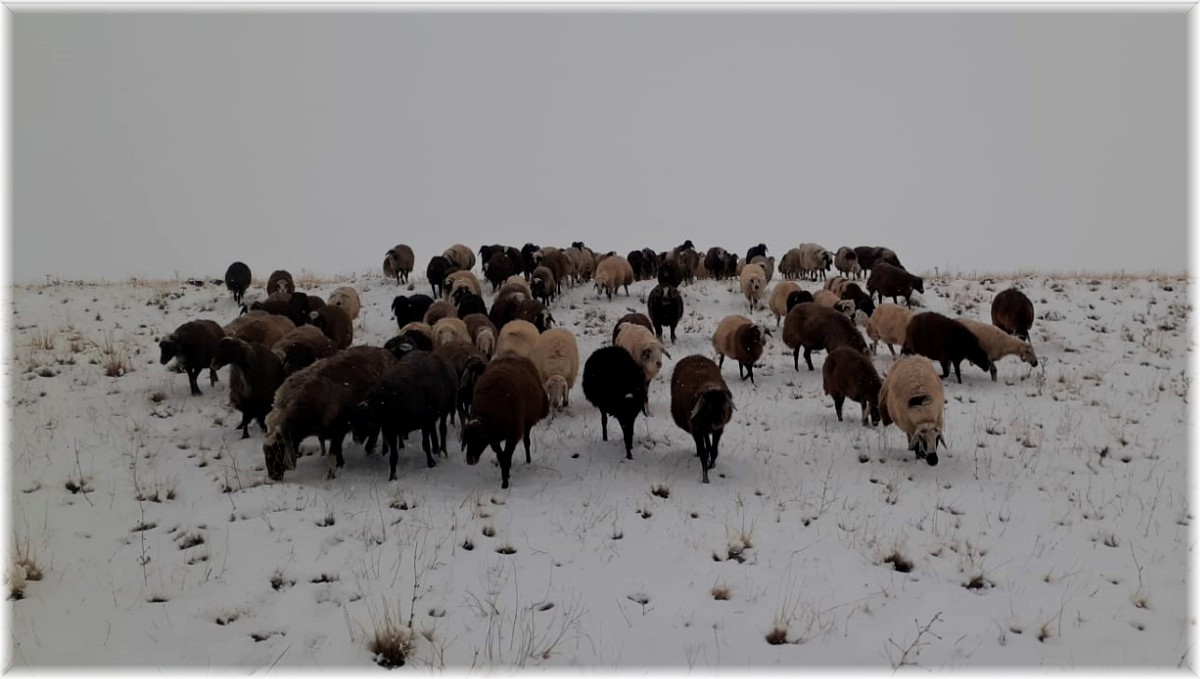 Yaylalardan indirilmeye başlanan koyun sürüsüne kar yağışı zor anlar yaşattı