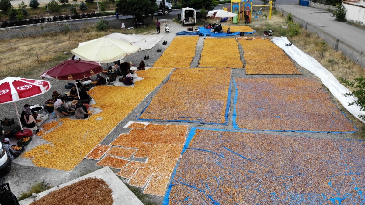 Yaz meyvesi 'kayısı' hasat sonrası kurutulup kışa hazırlanıyor
