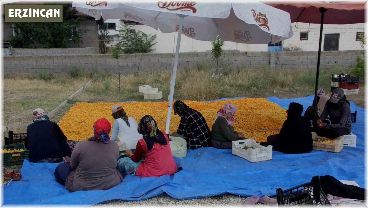 Yaz meyvesi 'kayısı' hasat sonrası kurutulup kışa hazırlanıyor