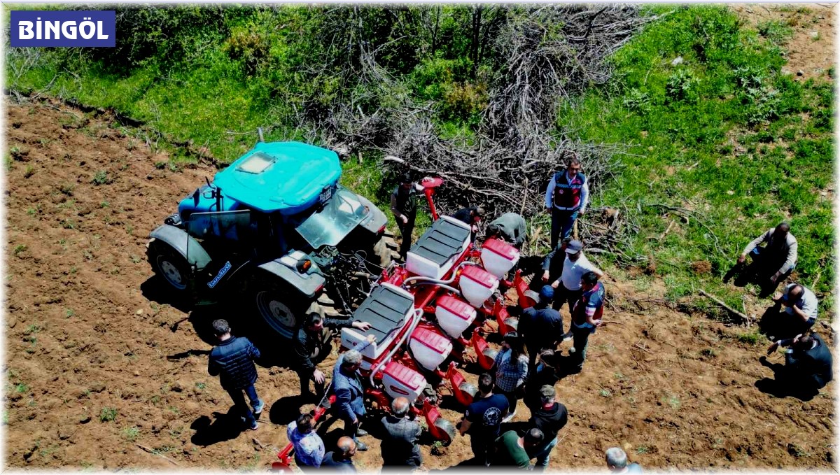 Yedisu horoz kuru fasulyesi üretimi 10 kat arttı