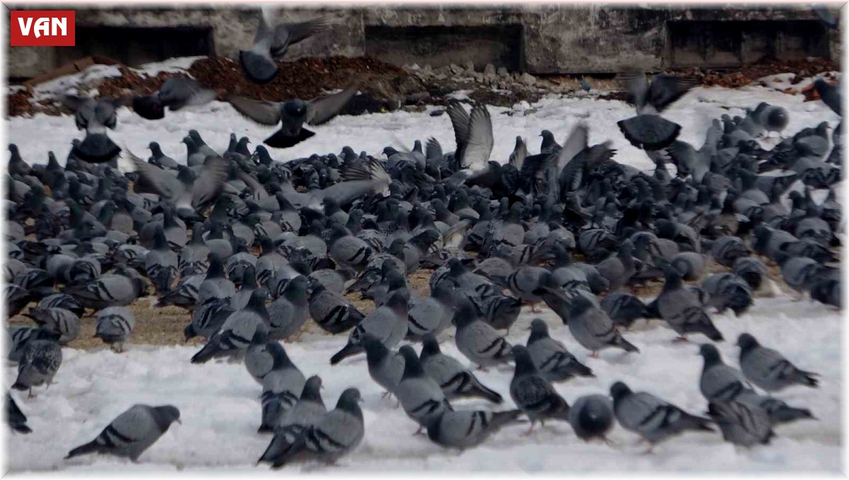 Yem kapmak için birbiriyle yarışan güvercinler görsel şölen oluşturdu