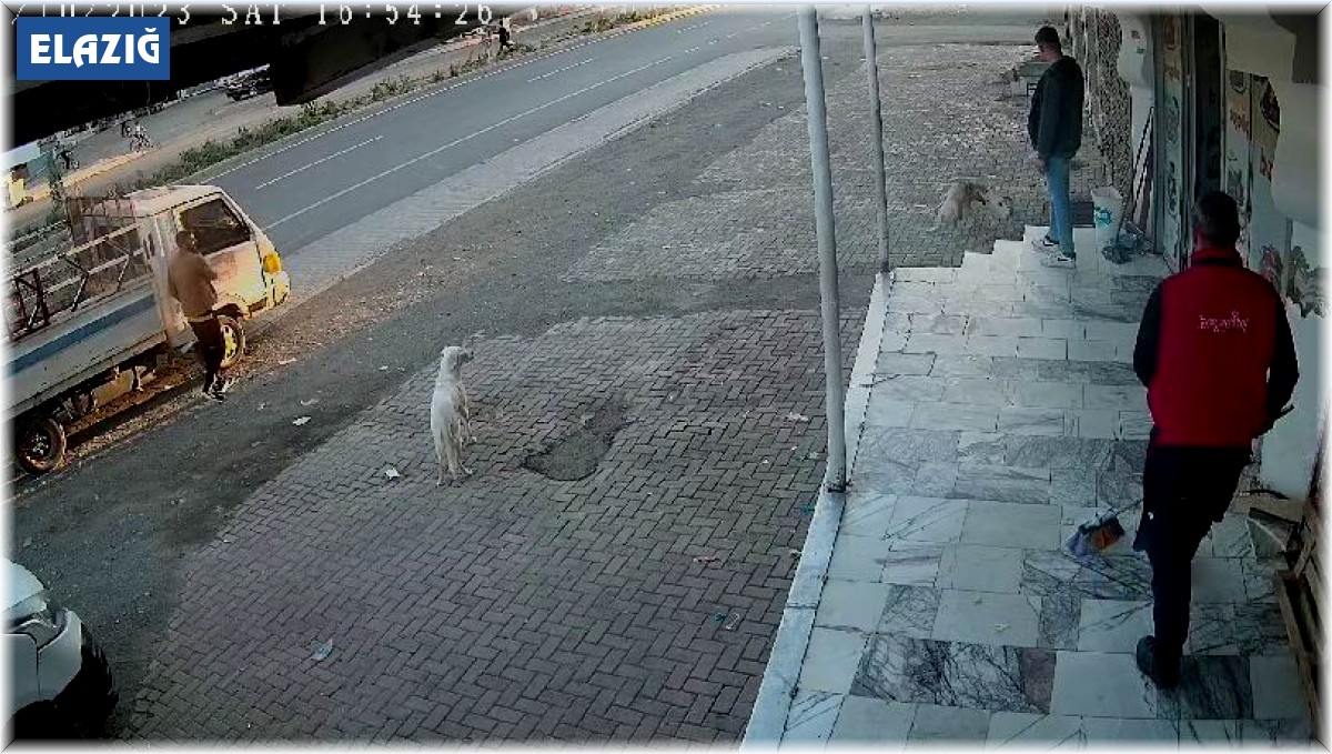 Yemeğini paylaşmak istemeyen kedi iki köpeğe kafa tuttu