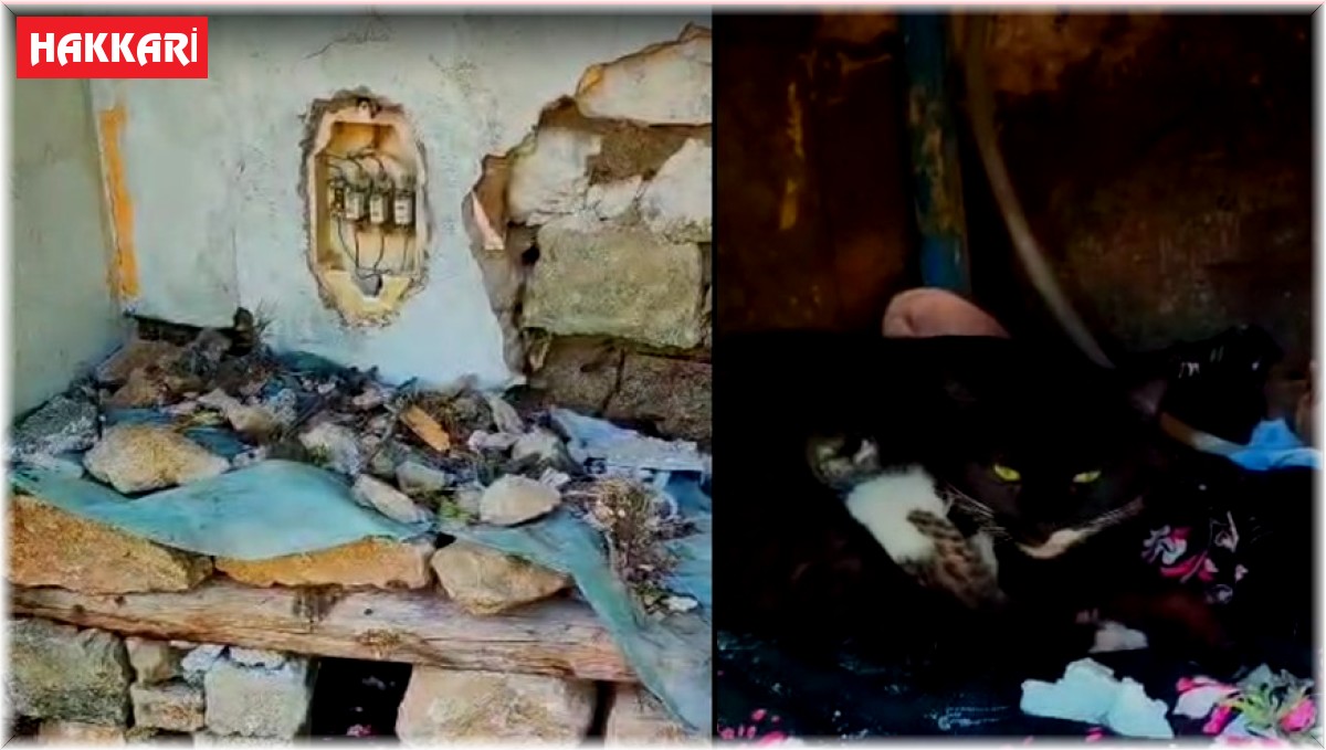 Yeni doğum yapan kediye yuva yaptılar