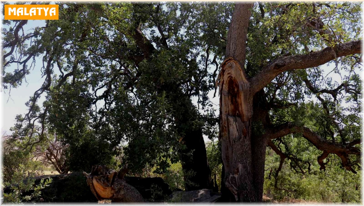 Yeni gelinin batıl inancı 500 yıllık meşe ağacını yaktı
