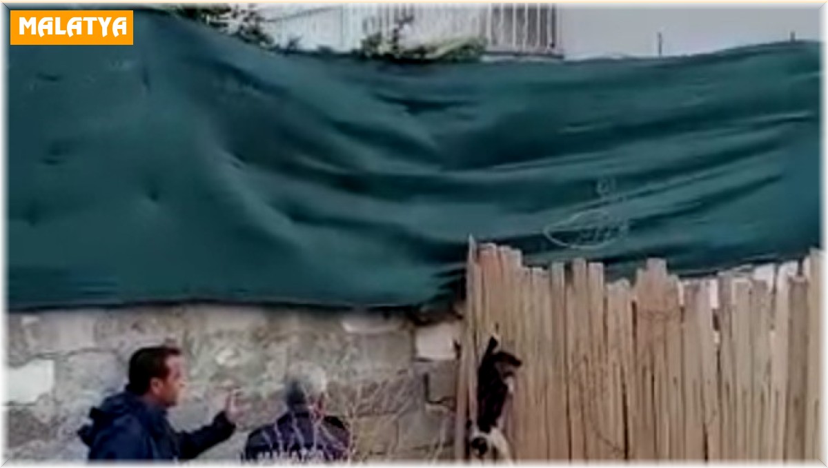 Yer çekimine karşı koyan kedi