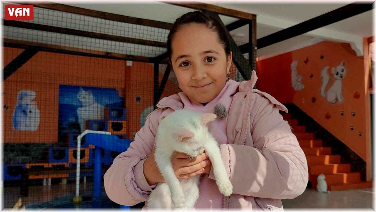 Yerli ve yabancı turistlerden Van kedilerine ilgi