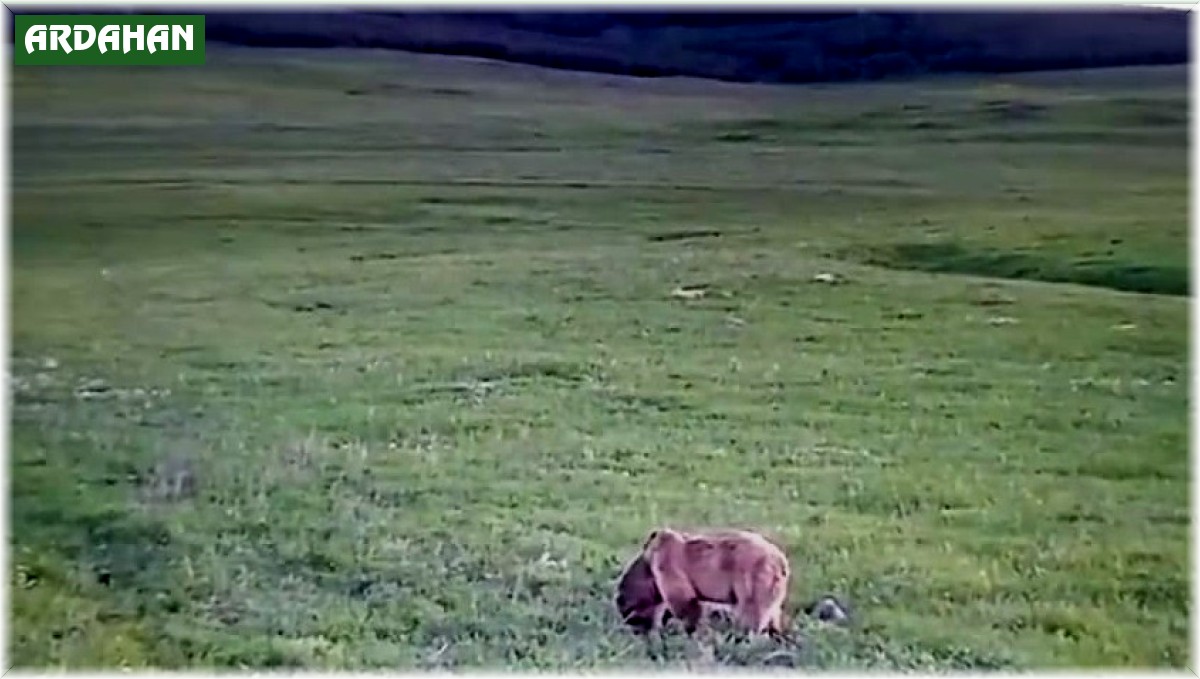 Yeşeren otlarla beslenen bozayı böyle görüntülendi