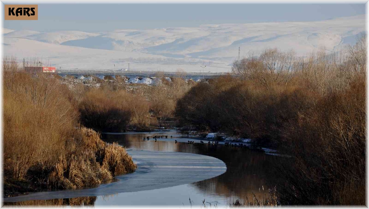 Yeşilbaş ördekler kampüs içindeki çayı mesken tuttu