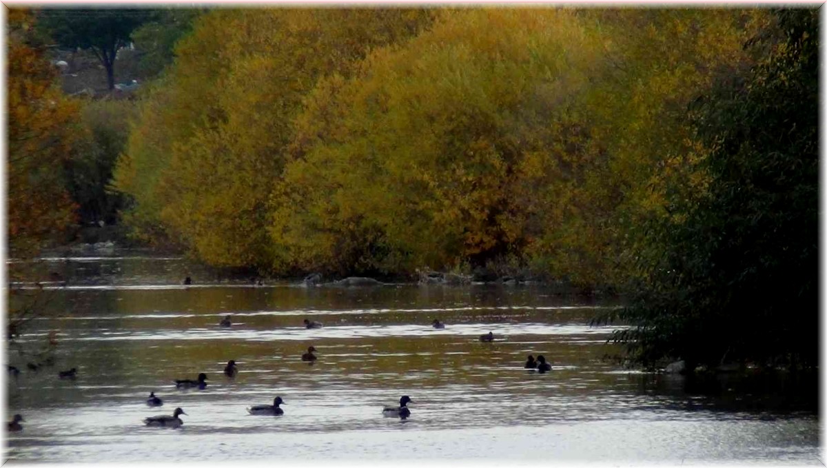 Yeşilbaş ördekler üniversite sulak alanında