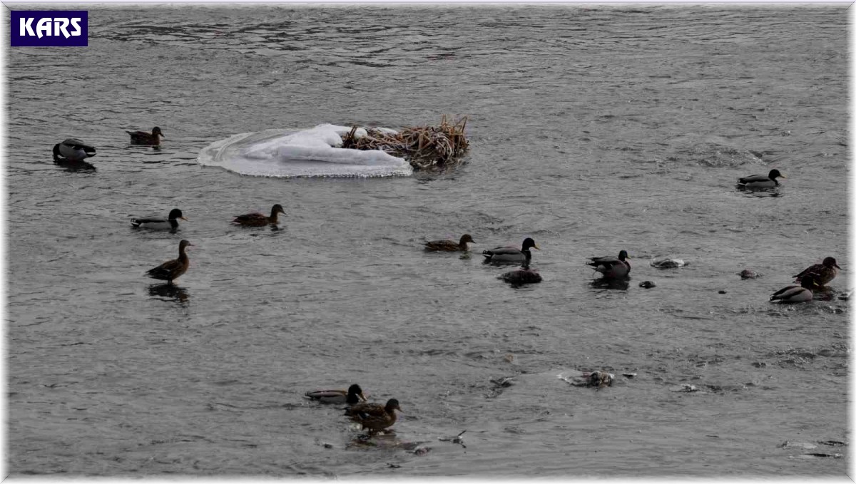 Yeşilbaş yaban ördekleri Kars'ı sevdi