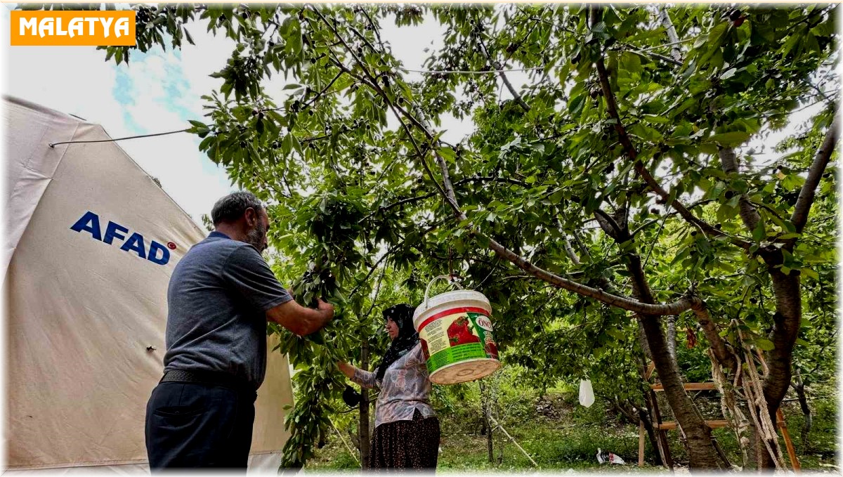 Yeşilyurt'ta 'Dalbastı Kirazı'nda hasat zamanı