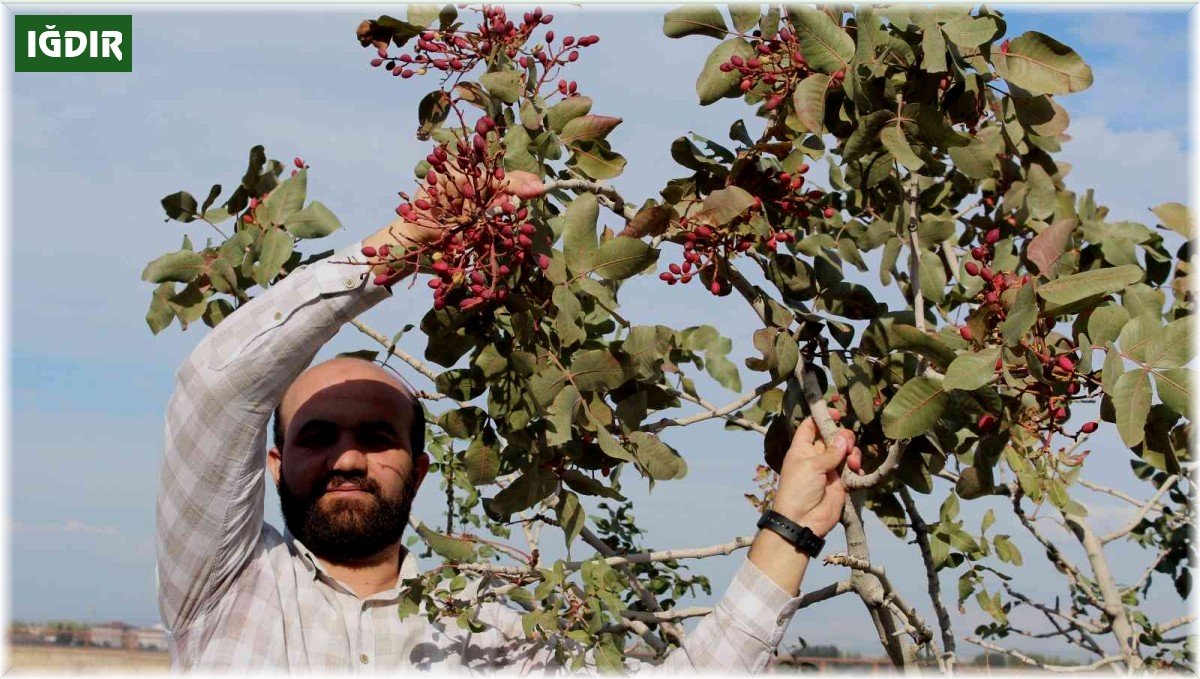 Yetişmez denilen Antep fıstığını Iğdır'da dikti, hasadını elleriyle yaptı