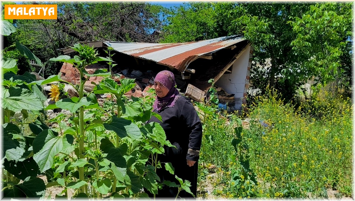 Yıkılan evlerinin enkazında yeşeren 'ayçiçekleri' ile nefes almaya çalışıyorlar