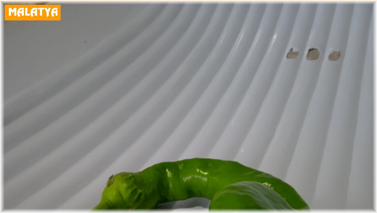 Yılan başlı biber görenleri şaşırttı