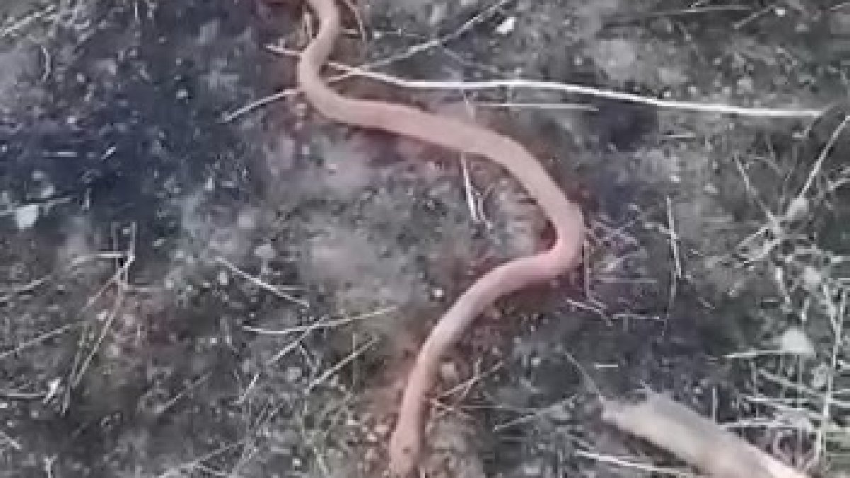 Yılanı gören köylülerin "piton mu kobra mı" diyaloğu gülümsetti