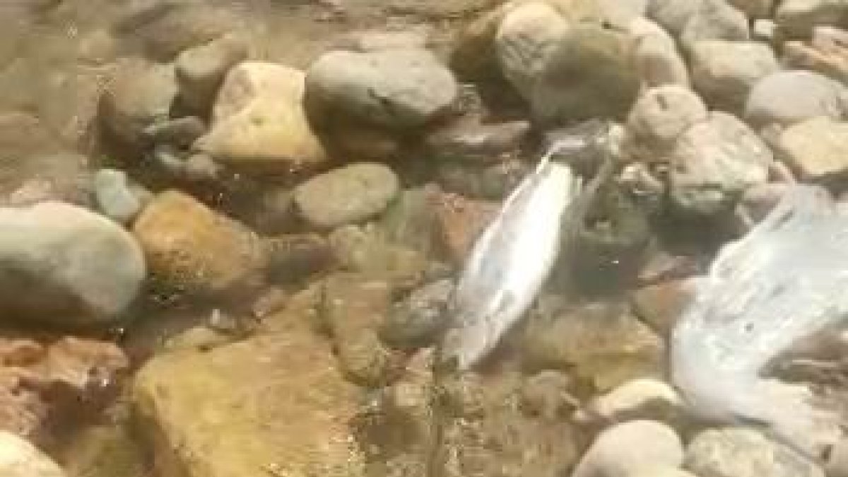 Yılanın balık avı kameralarda