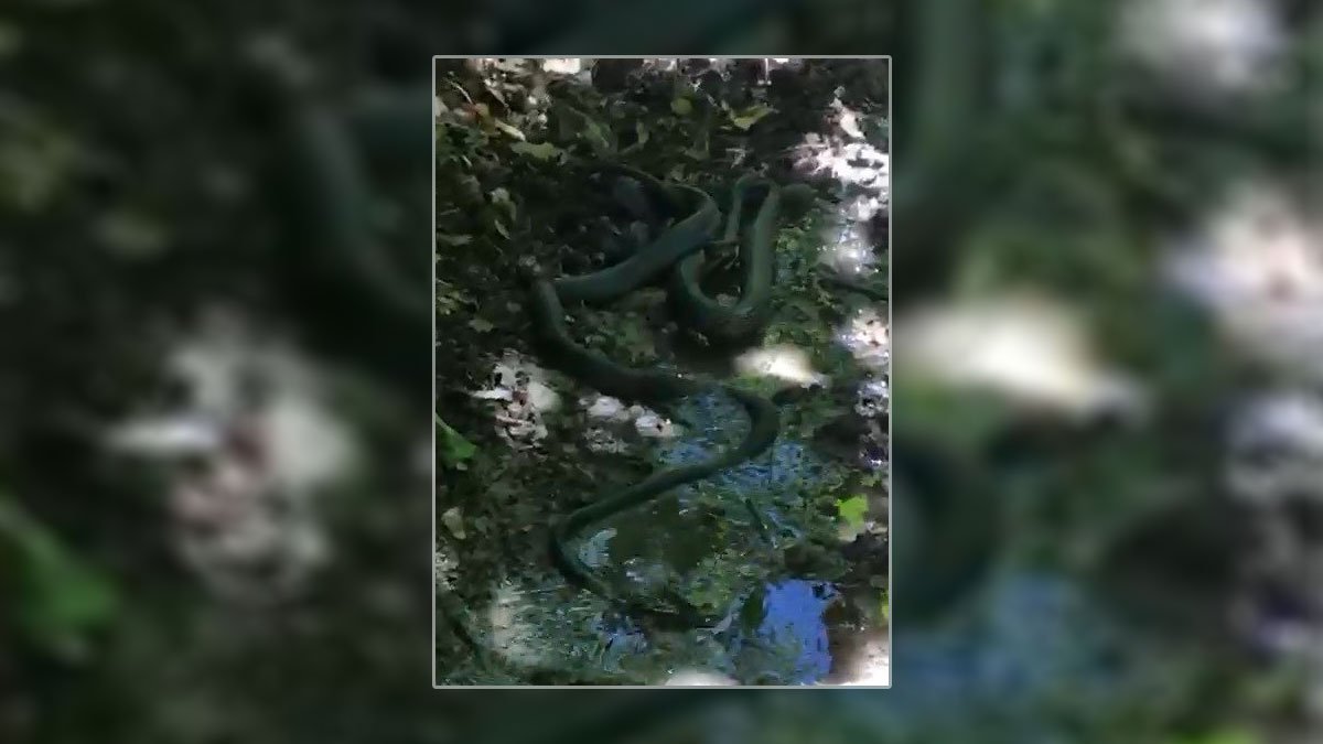 Yılanların birbirini yemeye çalışması görüntülendi