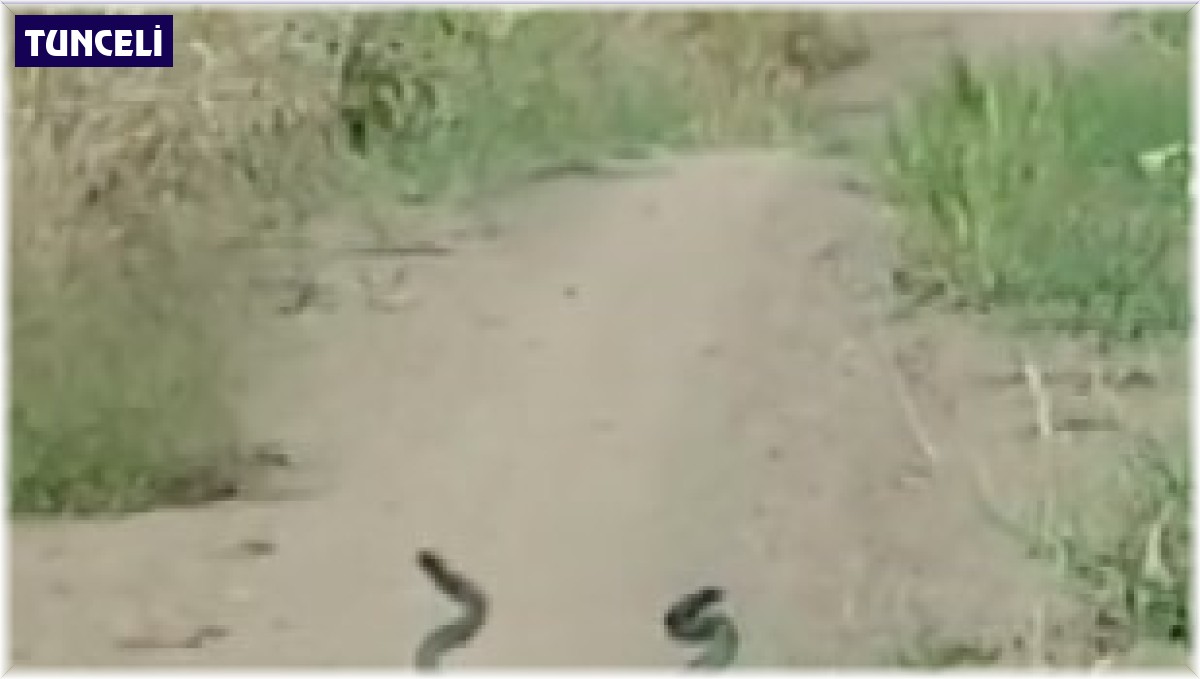 Yılanların çiftleşme dansı, kamerada