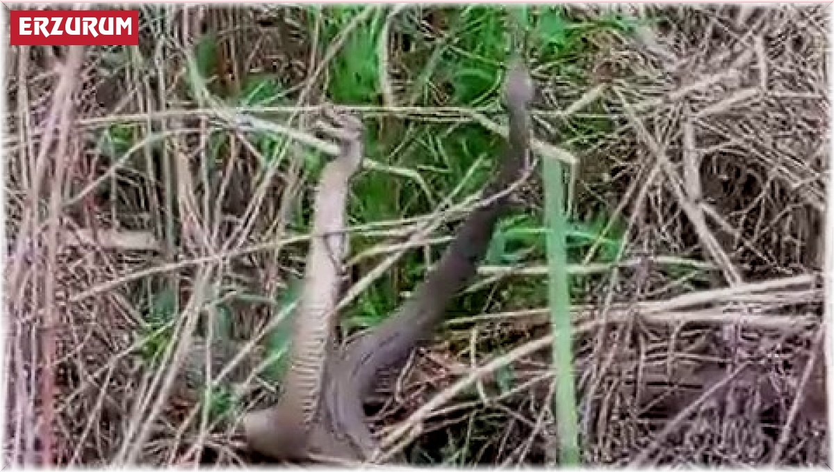 Yılanların dansı görüntülendi