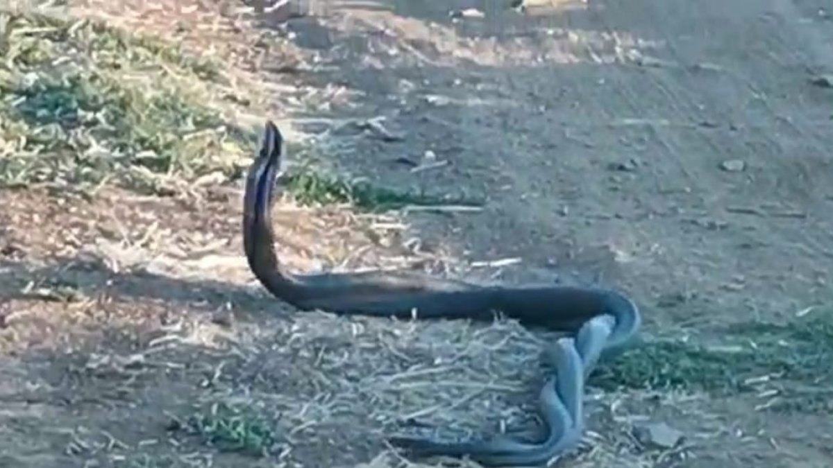 Yılanların dansı kamerada