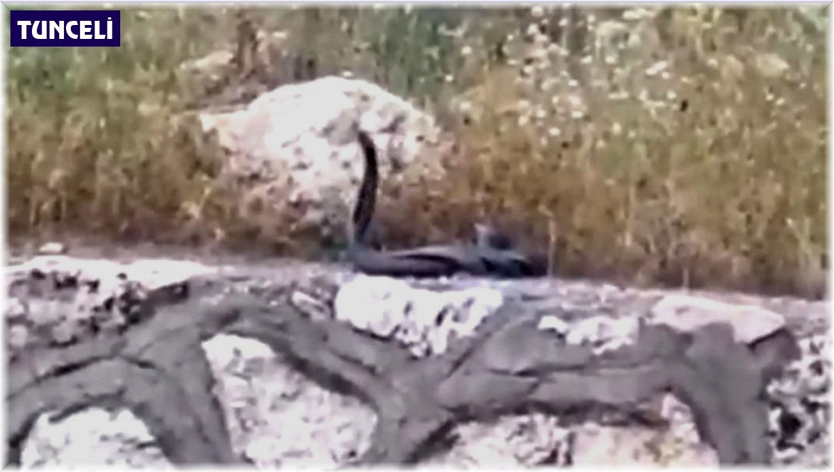 Yılanların dansı minik Aras'ın objektifine takıldı