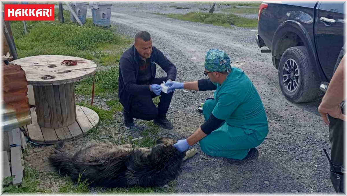 Yılanların ısırdığı köpeklere belediye sahip çıktı