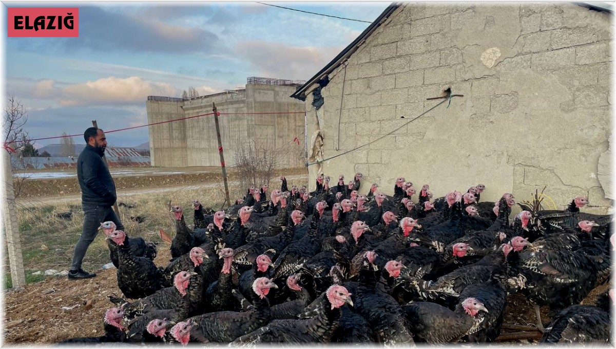 Yılbaşı öncesi yurt dışına 15 bin adet hindi gönderdi