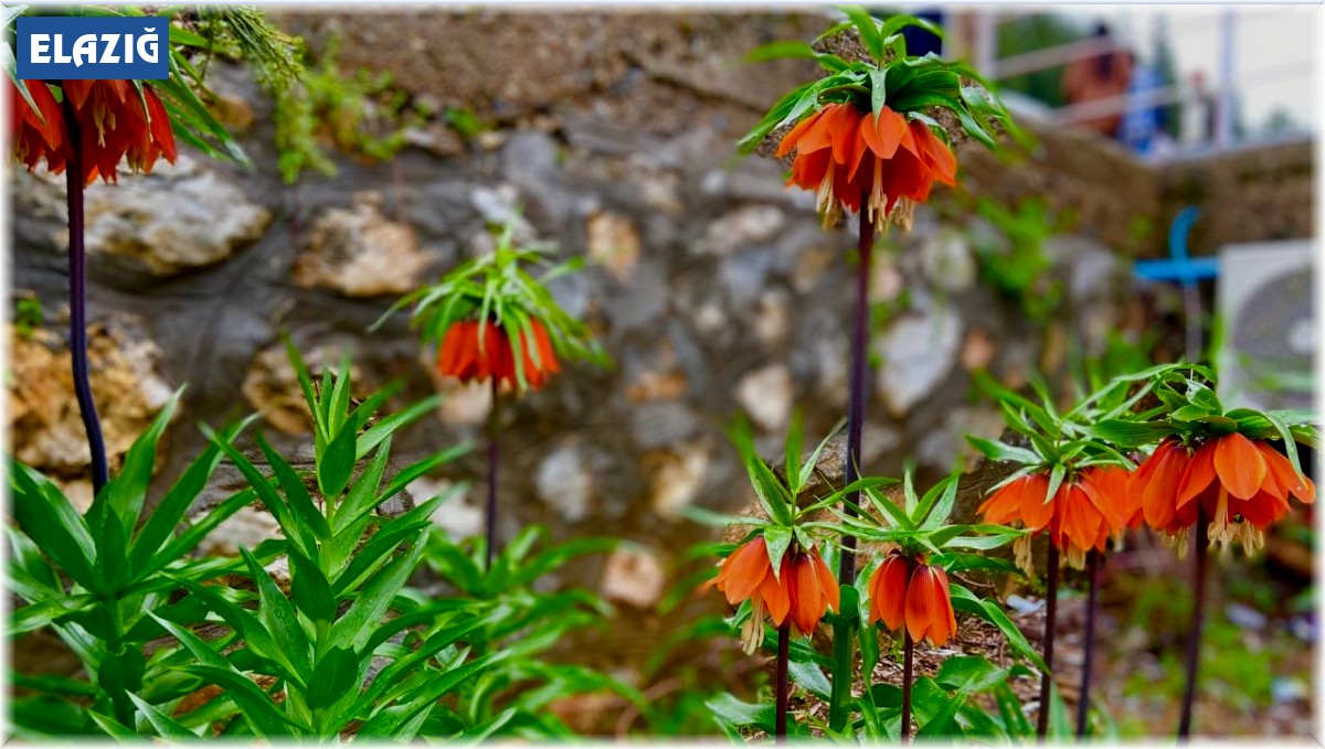 Yılda sadece 15 gün açıyor: Koparmanın cezası 244 bin 315 lira