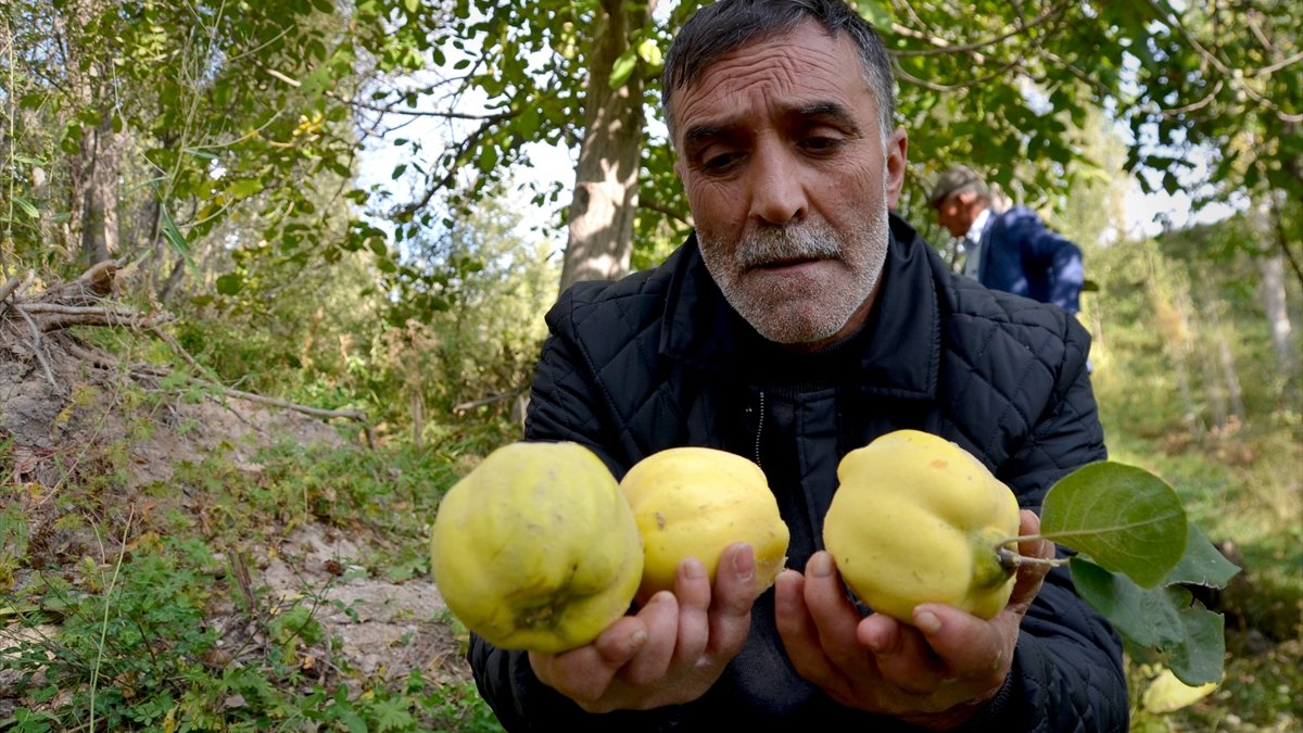 Yılda yaklaşık 1200 ton meyve üreten Karslı köylüler pazar sorunu yaşıyor