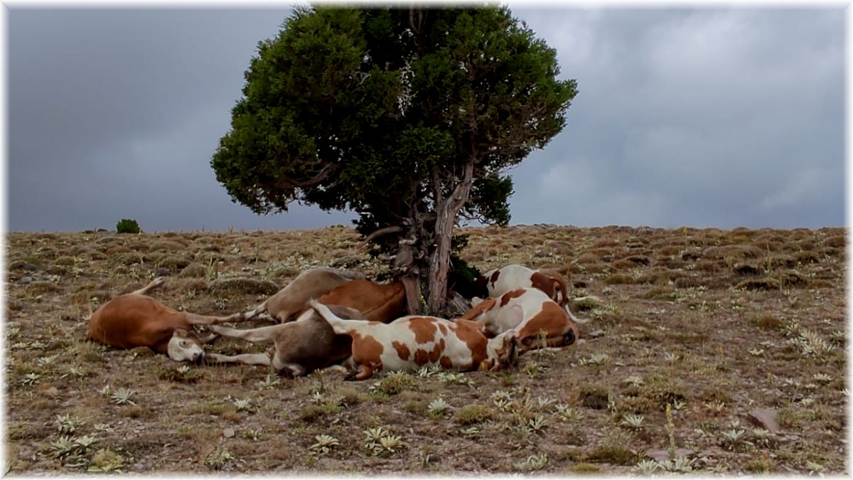 Yıldırım ağaca isabet etti: 9 inek telef oldu