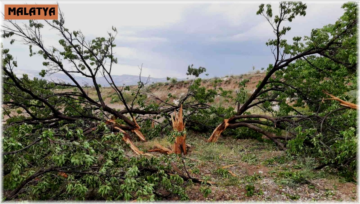 Yıldırım düşen ağaç parçalandı