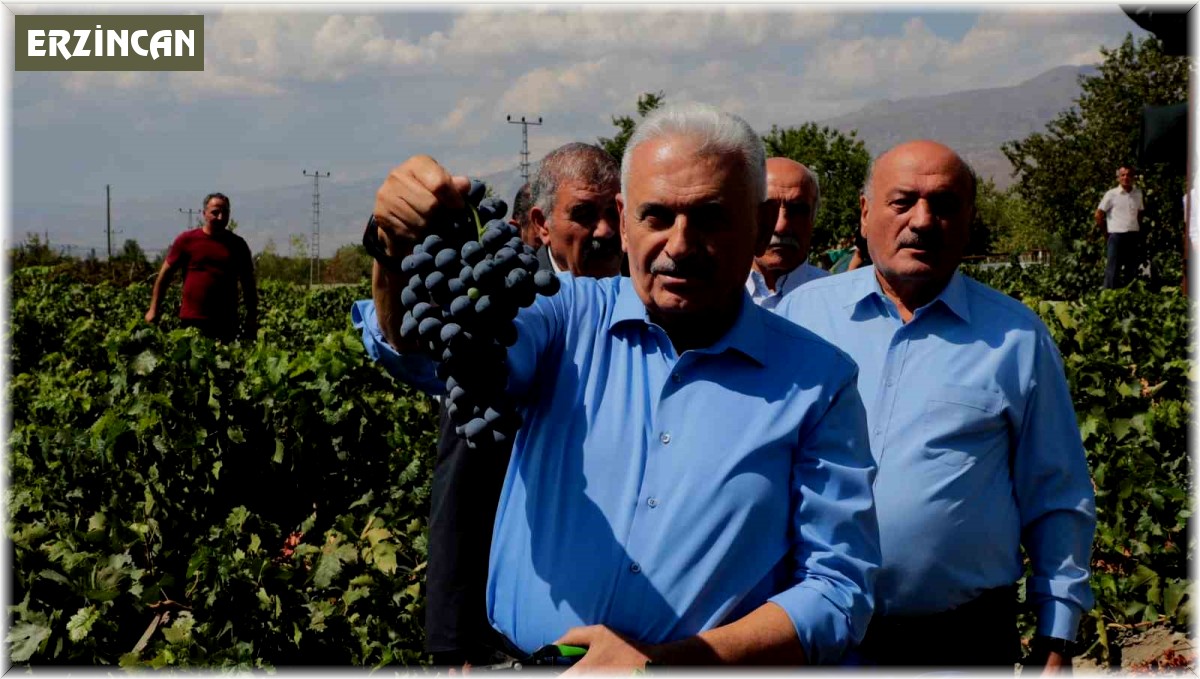 Yıldırım memleketinde Cimin üzümünün hasadına katıldı