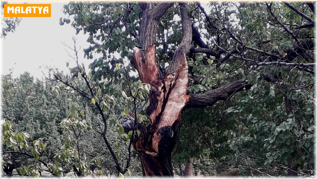 Yıldırımın düştüğü ağaç paramparça oldu